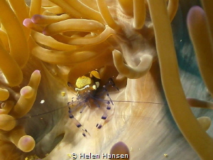 Shrimp by Helen Hansen 